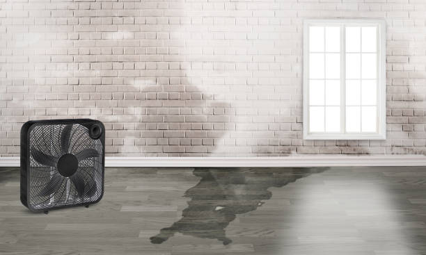 Best Ceiling water damage repair  in Akron, IA